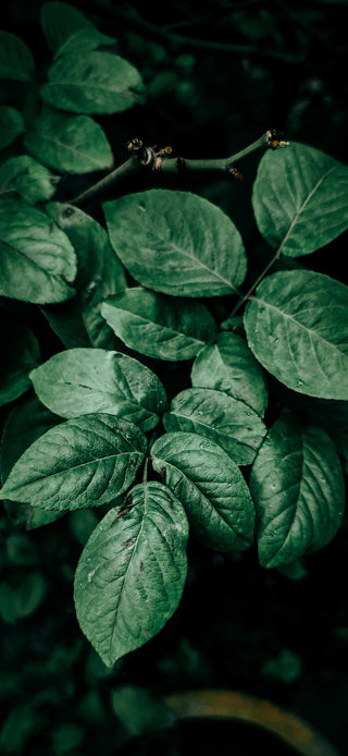 dark-green-healthy-plant-leaves_compressed_relative_060.jpg